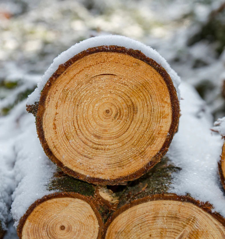 Cèdre Écorce & Épices 12 onces - 500 ml