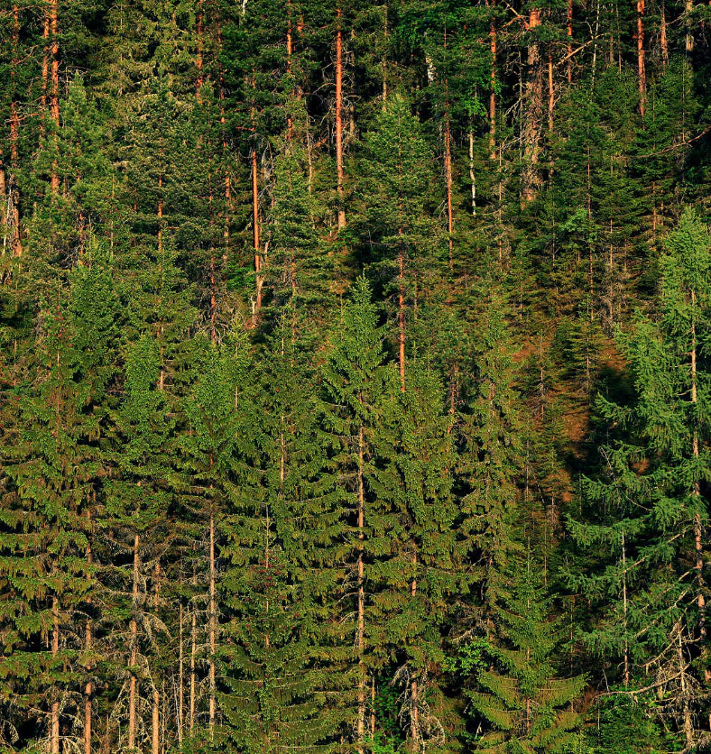 Forêt de Sapins 12 onces - 500 ml