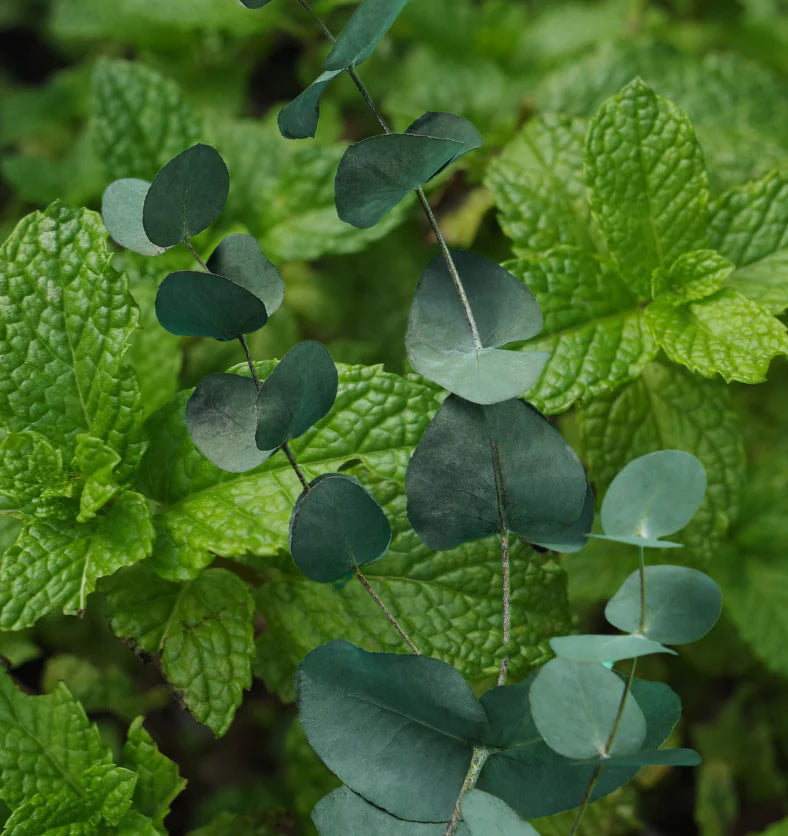Eucalyptus & Menthe Poivrée 12 onces - 500 ml
