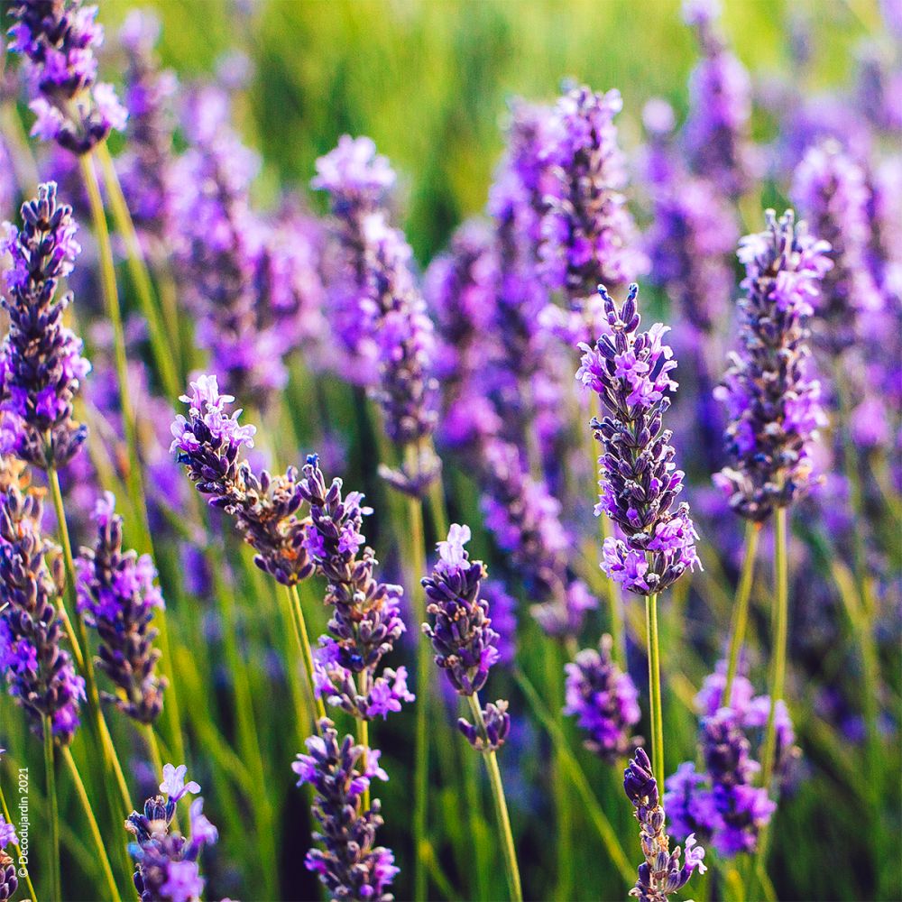 Lavande & Jasmin 12 onces - 500 ml