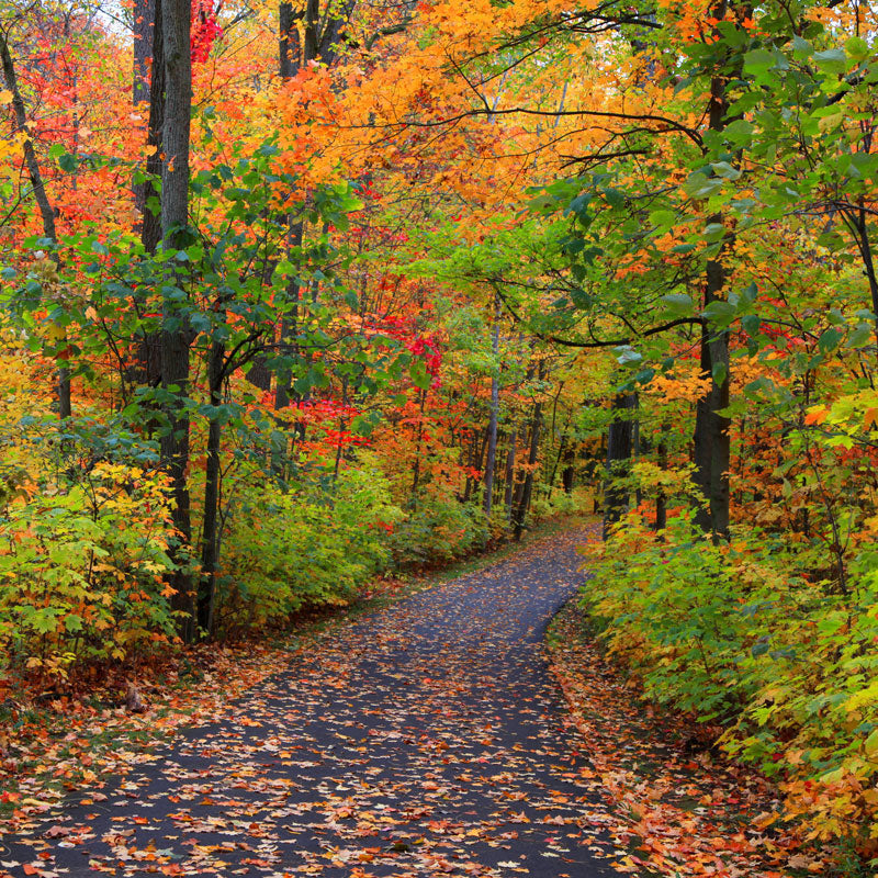 Sentier d’Automne