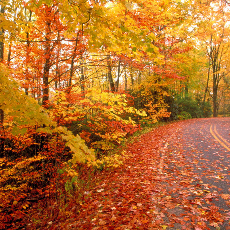 Sentier d’Automne